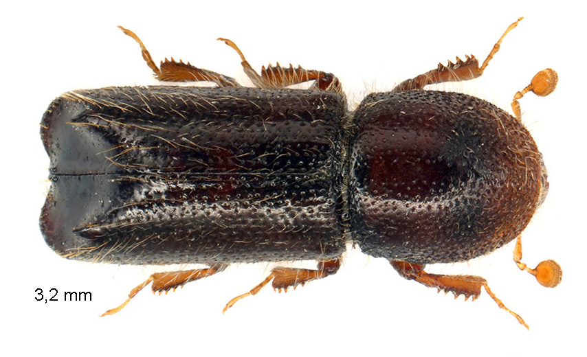 Xylocleptes bispinus (Duftschmid, 1825)